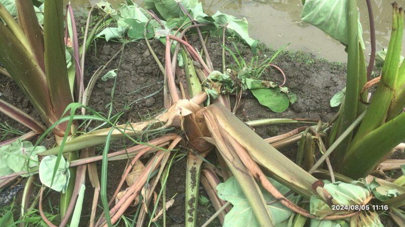 雷が落ちた海老芋