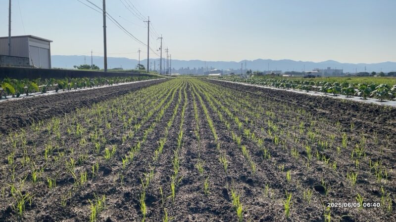 播種後20目の様子