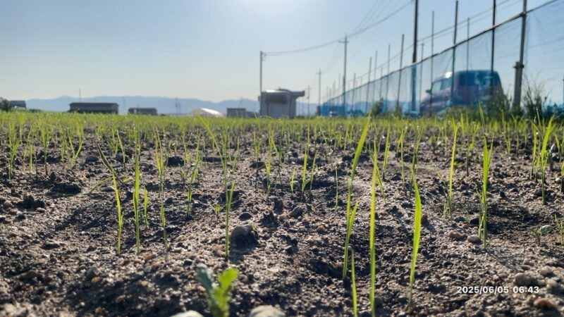 播種後20目の様子
